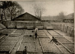 Фотография. Парники в Ставропольской психиатрической колонии. 1930-е гг. Из фотоальбома главного врача А.Я. Доршта 1939 г.
